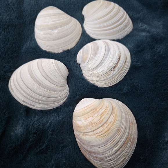 3 Random Large Natural Sea Shells - Picture 12 of 12